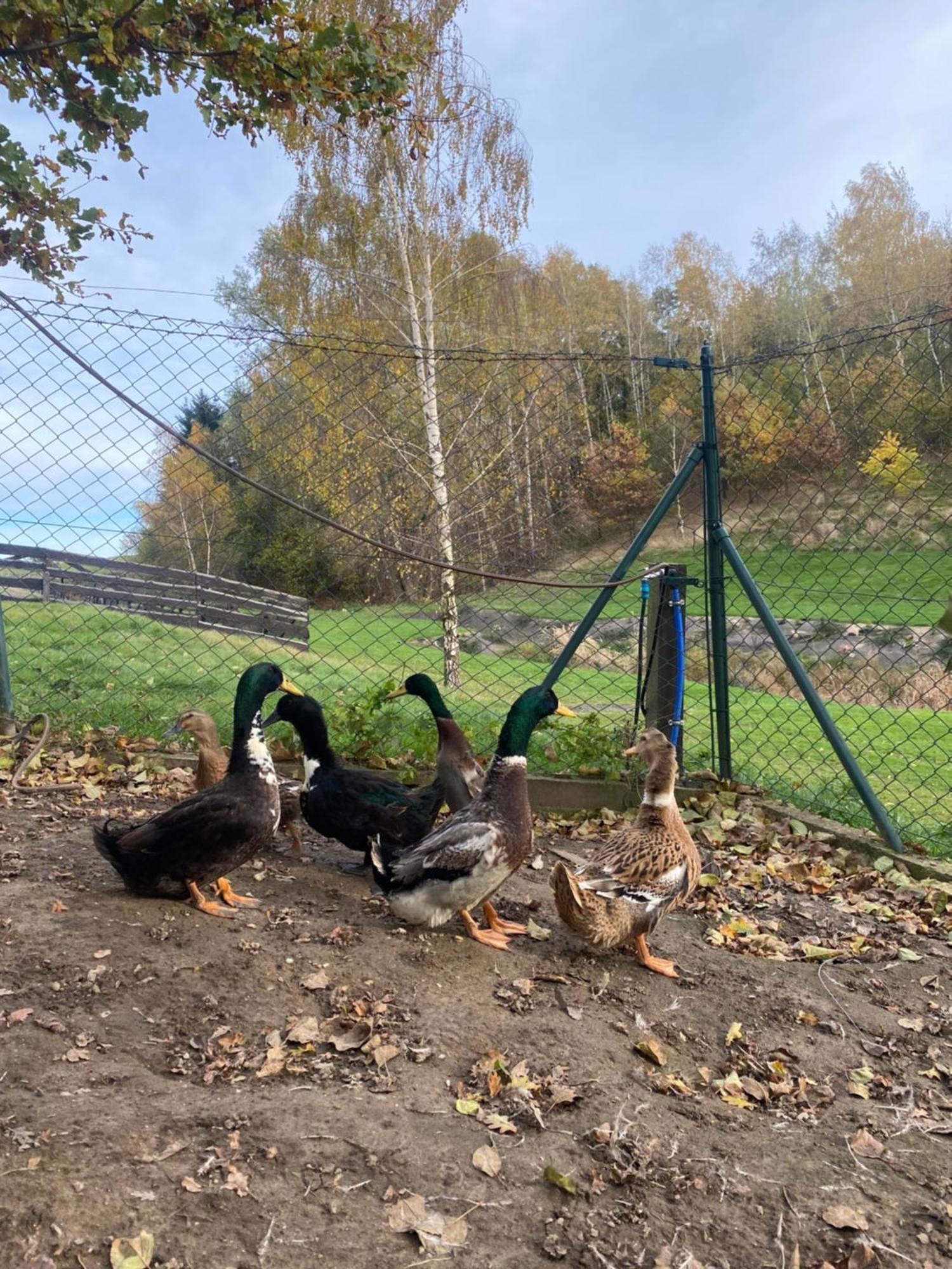 Gryfów ŚląskiNa Uboczu别墅 外观 照片